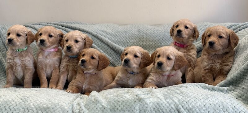 Golden Retriever puppies for sale in Stanford in the Vale, Oxfordshire – KC registered, 6 weeks old