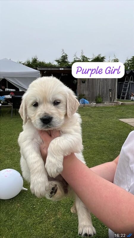 Golden Retriever puppies for sale in Louth, Lincolnshire – 10 weeks old