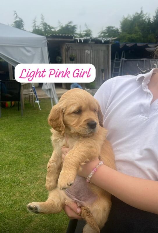 Golden Retriever puppies for sale in Louth, Lincolnshire – 10 weeks old - Image 2 of 3