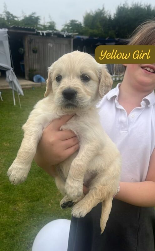 Golden Retriever puppies for sale in Louth, Lincolnshire – 10 weeks old - Image 3 of 3
