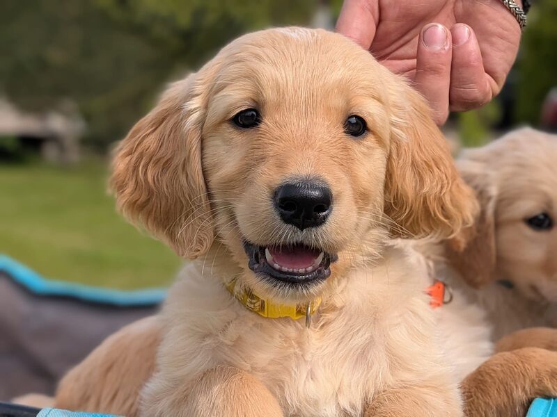 READY NOW - Golden Retreiver puppies - Image 2 of 15