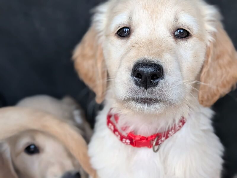 READY NOW - Golden Retreiver puppies - Image 3 of 15