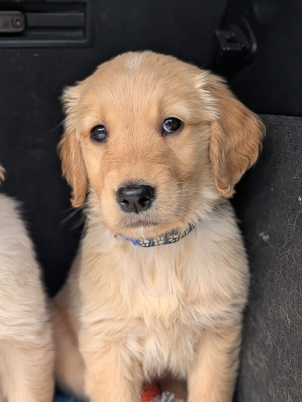 READY NOW - Golden Retreiver puppies - Image 4 of 15