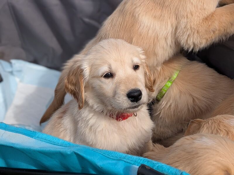 READY NOW - Golden Retreiver puppies - Image 5 of 15