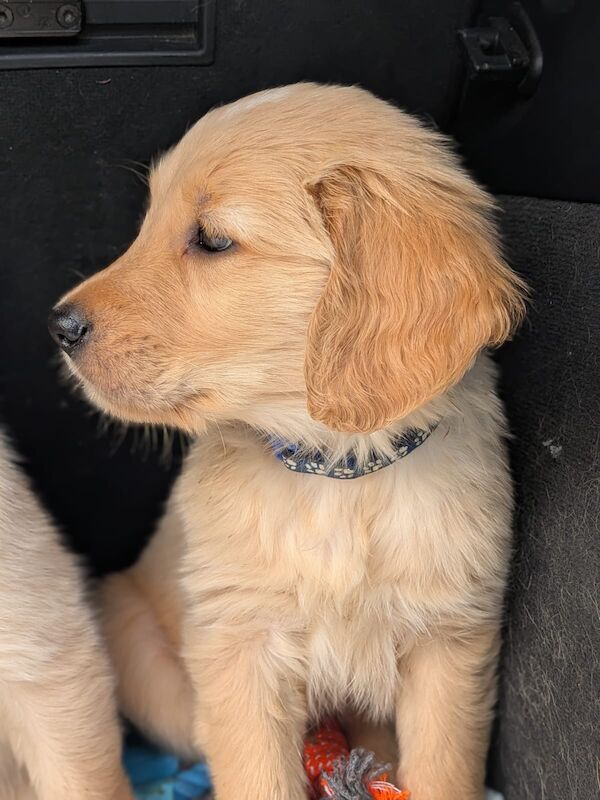 READY NOW - Golden Retreiver puppies - Image 6 of 15