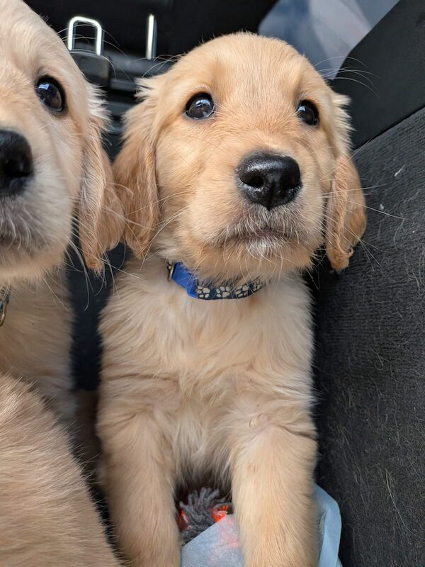 READY NOW - Golden Retreiver puppies - Image 7 of 15