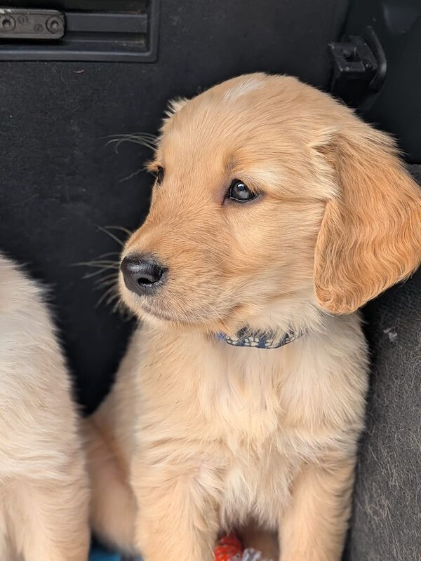 READY NOW - Golden Retreiver puppies - Image 8 of 15