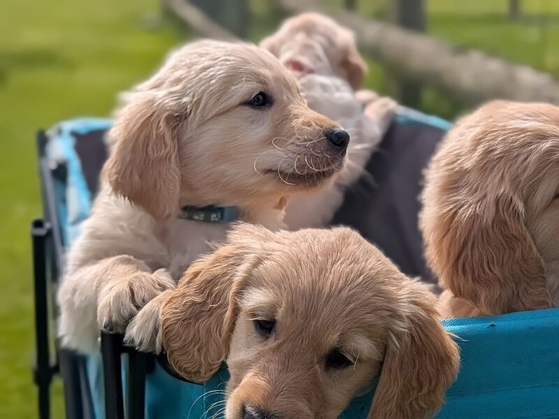 READY NOW - Golden Retreiver puppies - Image 9 of 15