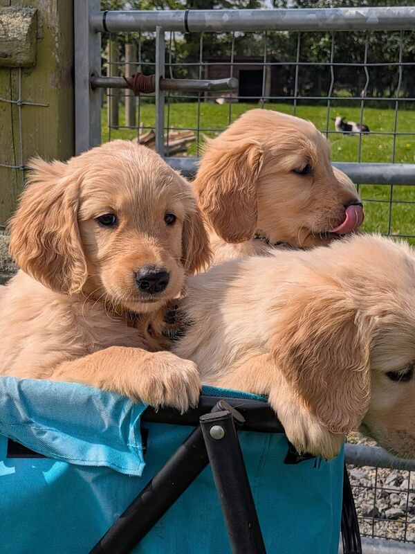READY NOW - Golden Retreiver puppies - Image 10 of 15