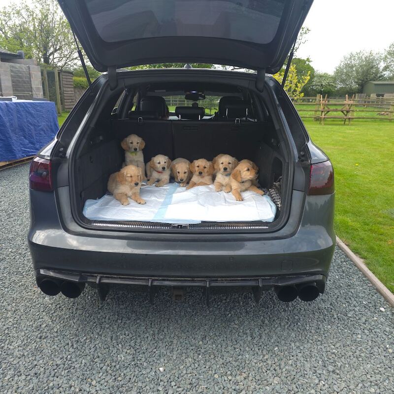 READY NOW - Golden Retreiver puppies - Image 13 of 15