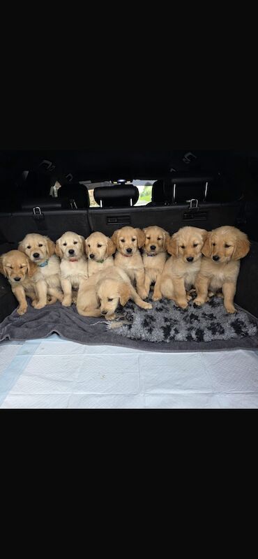 READY NOW - Golden Retreiver puppies - Image 14 of 15