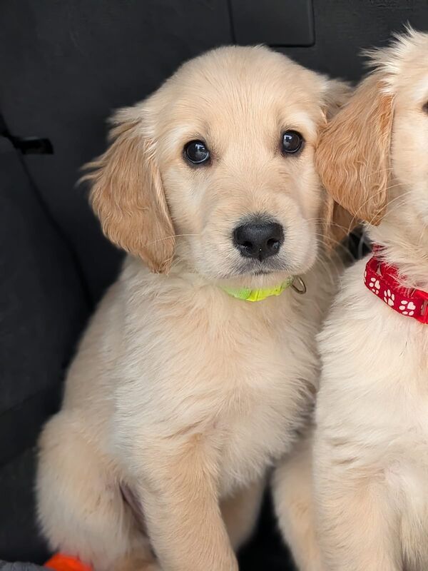 READY NOW - Golden Retreiver puppies - Image 15 of 15