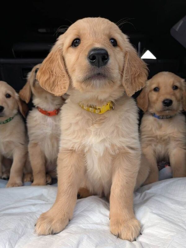 READY NOW Golden Retriever puppies KC - Image 3 of 6