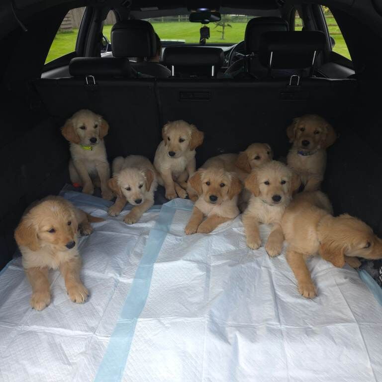 READY NOW Golden Retriever puppies KC - Image 4 of 6