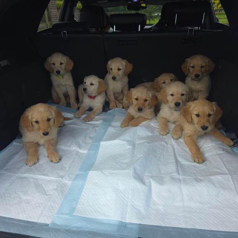 READY NOW Golden Retriever puppies KC - Image 5 of 6