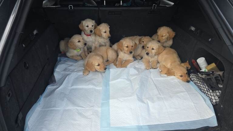 READY NOW Golden Retriever puppies KC - Image 6 of 6