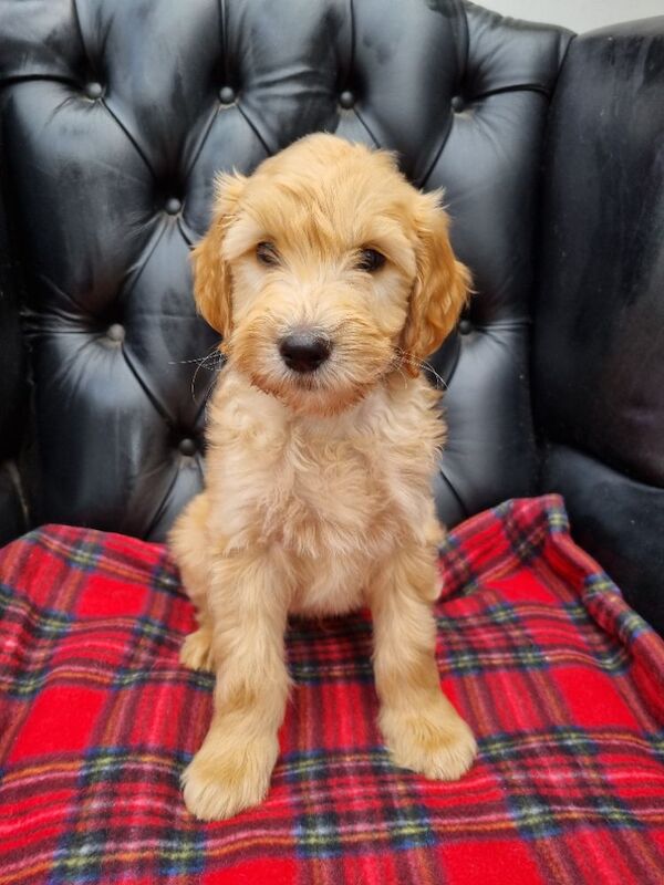 Ready to go! last remaining f2b goldendoodle puppies