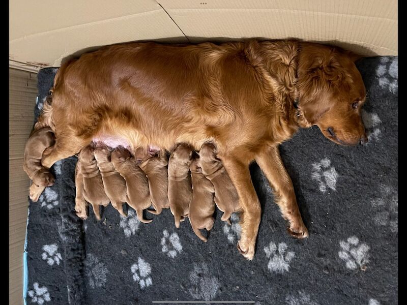 Golden Retriever puppies for sale in Haywards Heath, West Sussex – KC registered, 3 weeks old