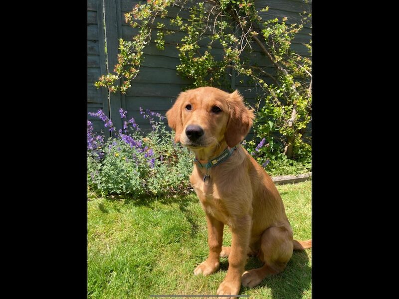 Golden Retriever puppies for sale in Haywards Heath, West Sussex – KC registered, 1 week old - Image 4 of 10
