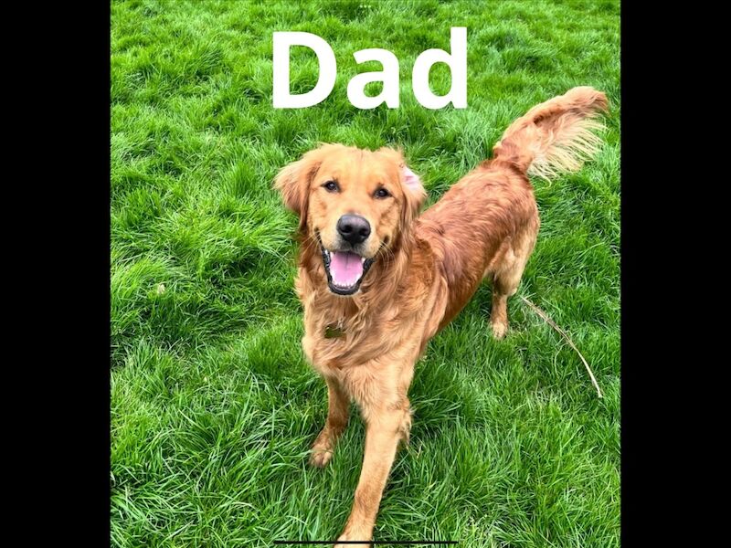 Golden Retriever puppies for sale in Haywards Heath, West Sussex – KC registered, 1 week old - Image 5 of 10