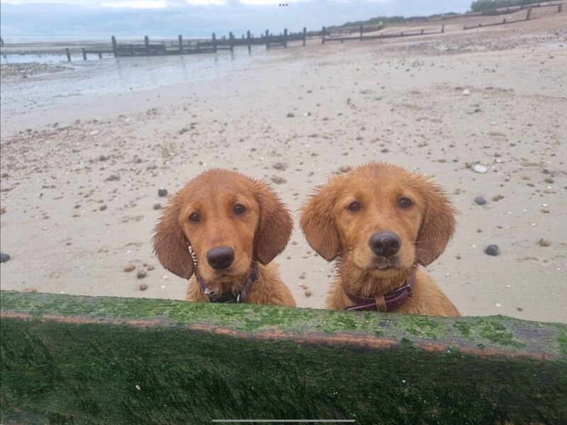 Golden Retriever puppies for sale in Haywards Heath, West Sussex – KC registered, 1 week old - Image 6 of 10