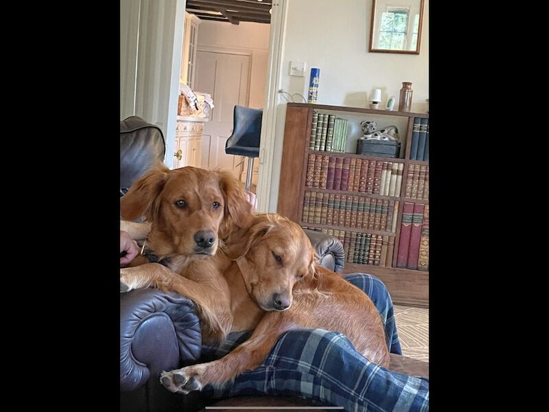 Golden Retriever puppies for sale in Haywards Heath, West Sussex – KC registered, 1 week old - Image 7 of 10