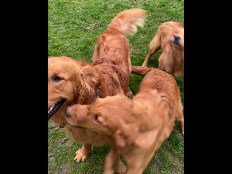Golden Retriever puppies for sale in Haywards Heath, West Sussex – KC registered, 1 week old - Image 8 of 10