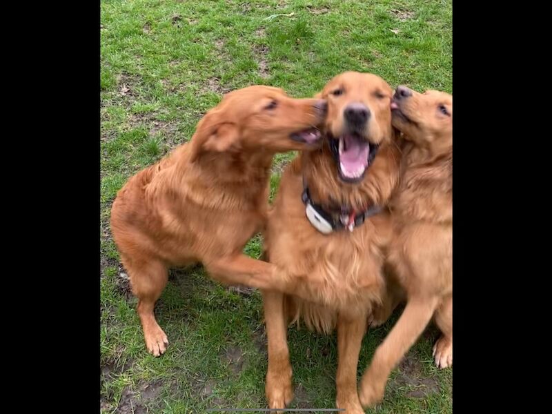 Golden Retriever puppies for sale in Haywards Heath, West Sussex – KC registered, 1 week old - Image 9 of 10