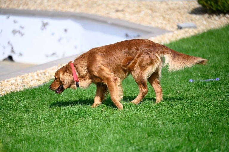 Golden Retriever puppies for sale in Keady, County Armagh – KC registered, 6 weeks old