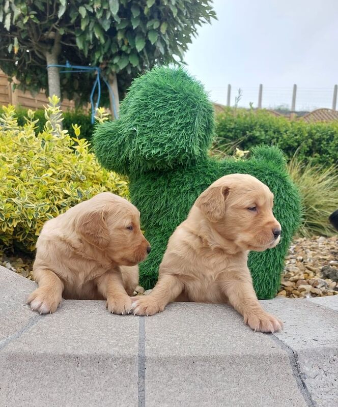 Golden Retriever puppies for sale in Keady, County Armagh – KC registered, 7 weeks old - Image 2 of 3