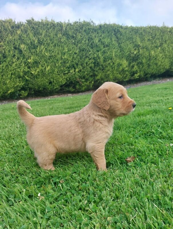 Golden Retriever puppies for sale in Keady, County Armagh – KC registered, 7 weeks old - Image 3 of 3