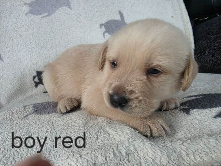 retreiver pups - Image 2 of 6