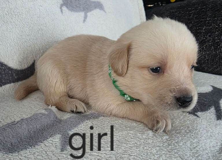 retreiver pups - Image 3 of 6