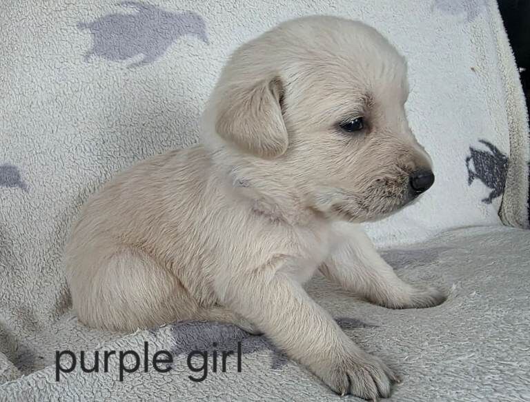 retreiver pups - Image 4 of 6