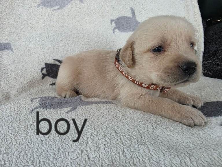 retreiver pups - Image 5 of 6
