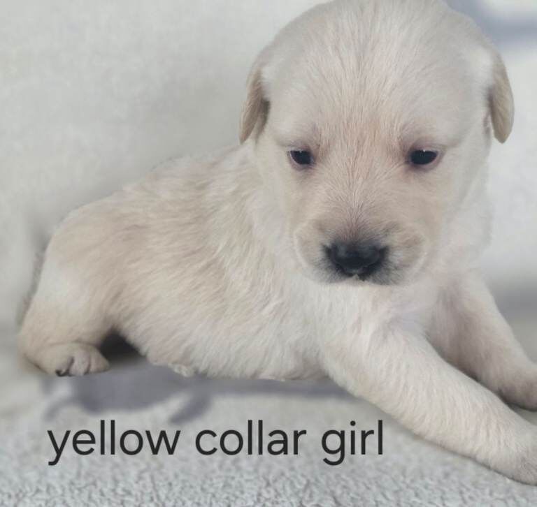 retreiver pups - Image 6 of 6