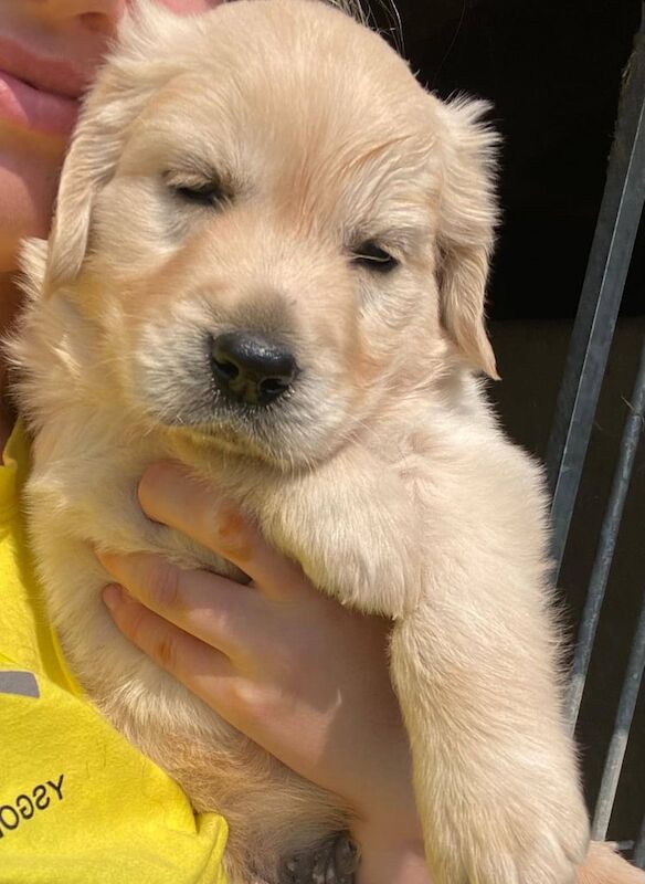 Golden Retriever puppies for sale in Newcastle Emlyn / Castell Newydd Emlyn, Dyfed – 8 weeks old