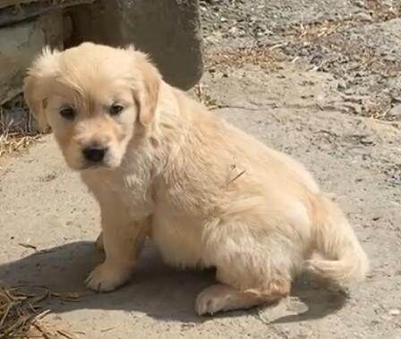 Retriever boy for sale - Image 2 of 3