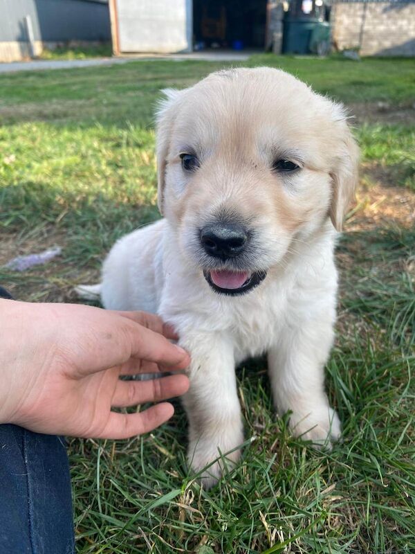 Retriever boy for sale - Image 3 of 3