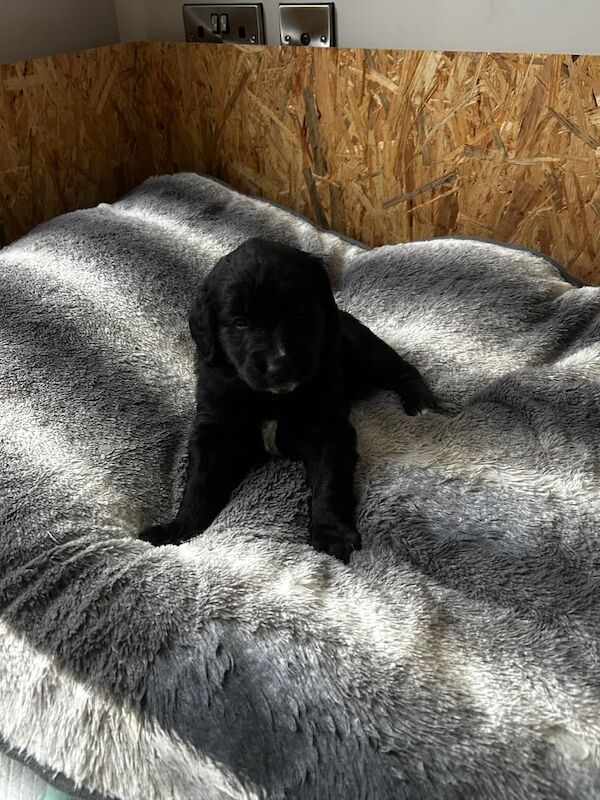 Golden Retriever puppies for sale in Craigavon, County Armagh β 4 weeks old