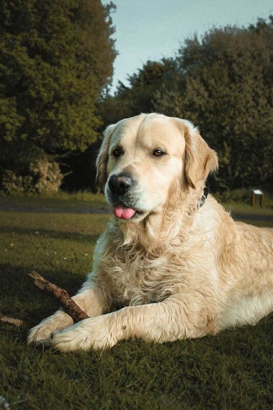 Golden Retriever puppies for sale in High Wycombe, Buckinghamshire – 4 years old