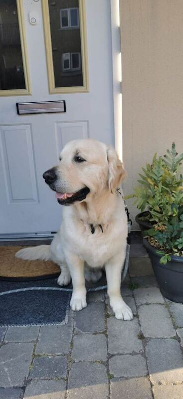 Golden Retriever puppies for sale in High Wycombe, Buckinghamshire – 4 years old - Image 2 of 3