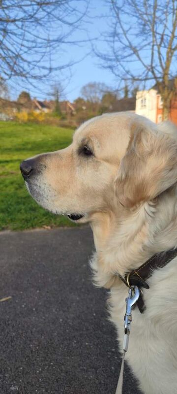 Golden Retriever puppies for sale in High Wycombe, Buckinghamshire – 4 years old - Image 3 of 3