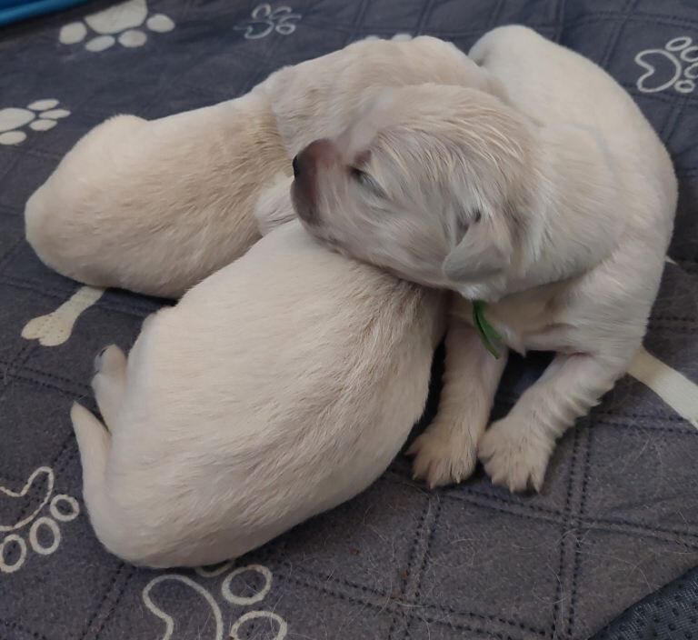 RKC registered golden retriever puppies - Image 2 of 3
