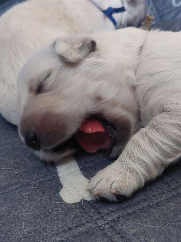 RKC registered golden retriever puppies - Image 3 of 3