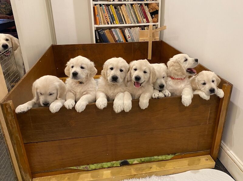 Golden Retriever puppies for sale in Brecon / Aberhonddu, Powys – KC registered, 3 weeks old - Image 2 of 4