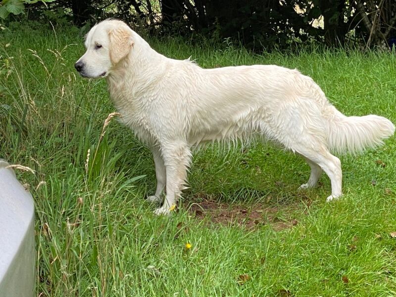 Golden Retriever puppies for sale in Brecon / Aberhonddu, Powys – KC registered, 3 weeks old - Image 3 of 4