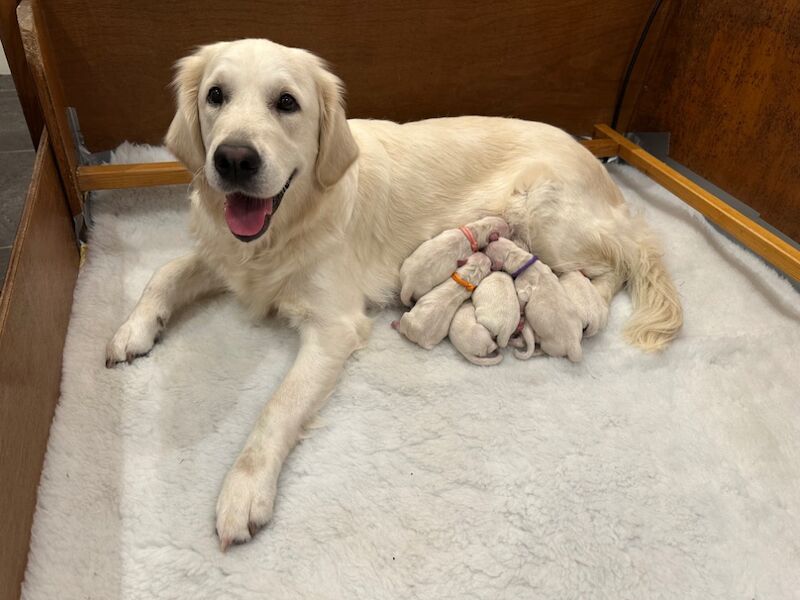 Golden Retriever puppies for sale in Brecon / Aberhonddu, Powys – KC registered, 3 weeks old - Image 4 of 4