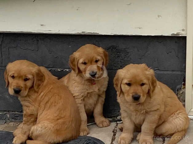 Show Type KC Reg. Golden Retriever Puppies for sale in Herefordshire