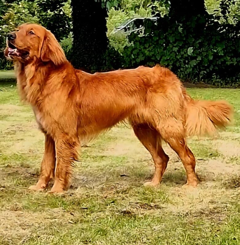 Sired by genetically perfect dog , clear health profile for sale in Dn14 9ay